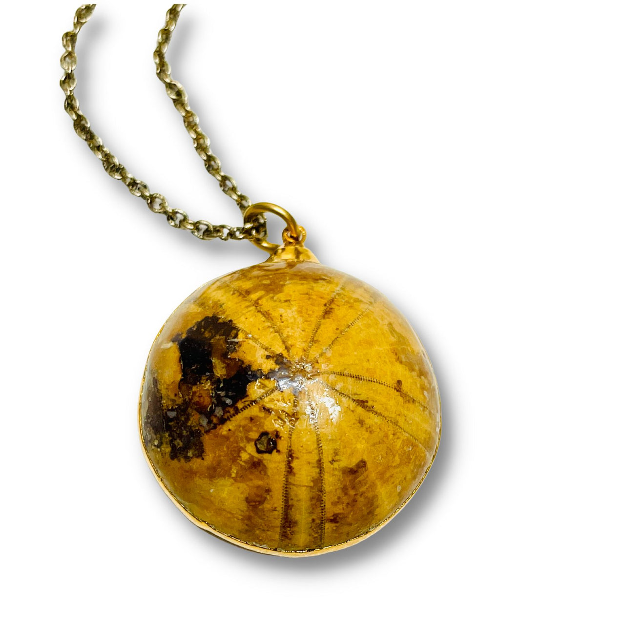 Fossilized Sand Dollar Electroformed Necklace